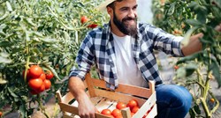Istraživanje otkrilo zašto bi muškarci trebali konzumirati koncentrat rajčice